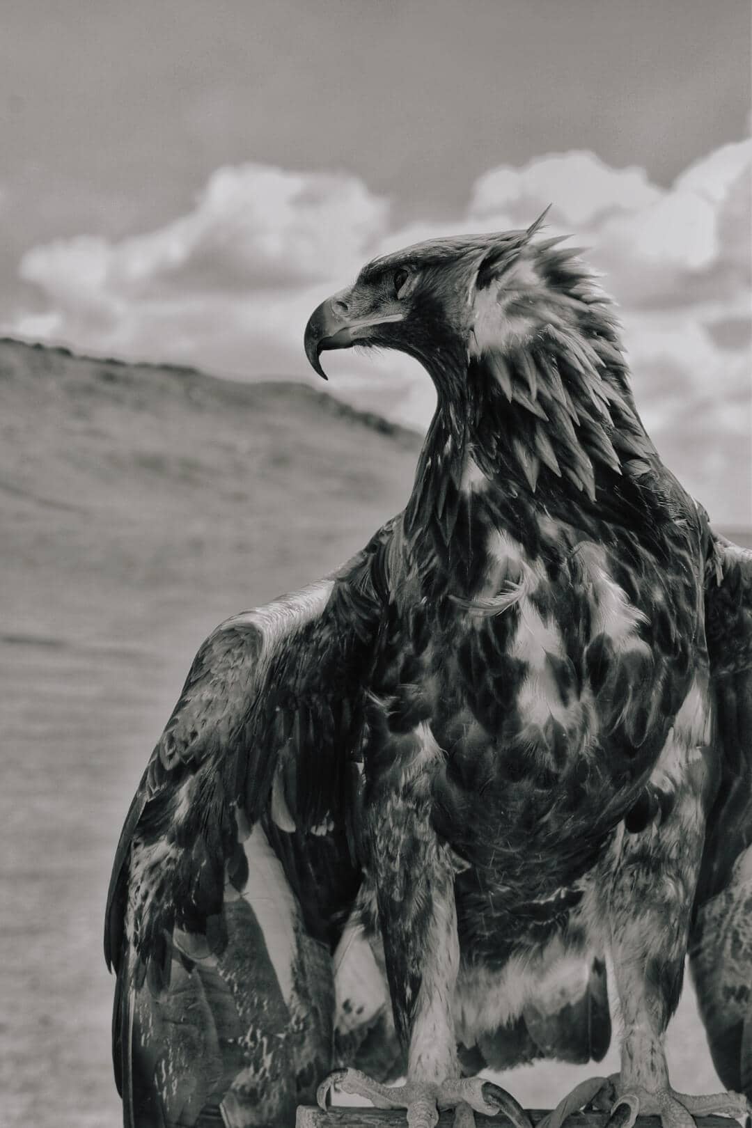 Close portrait of a Mongolian eagle