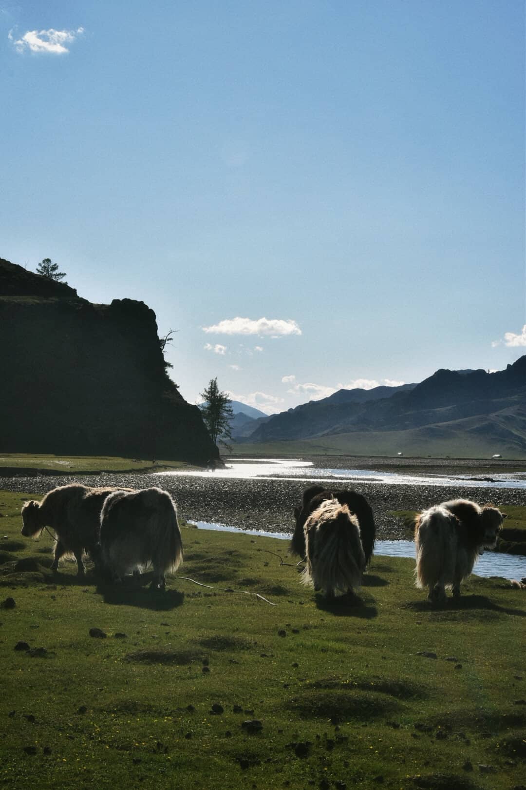 Yaks grazing beside the river in backlit evening sun
