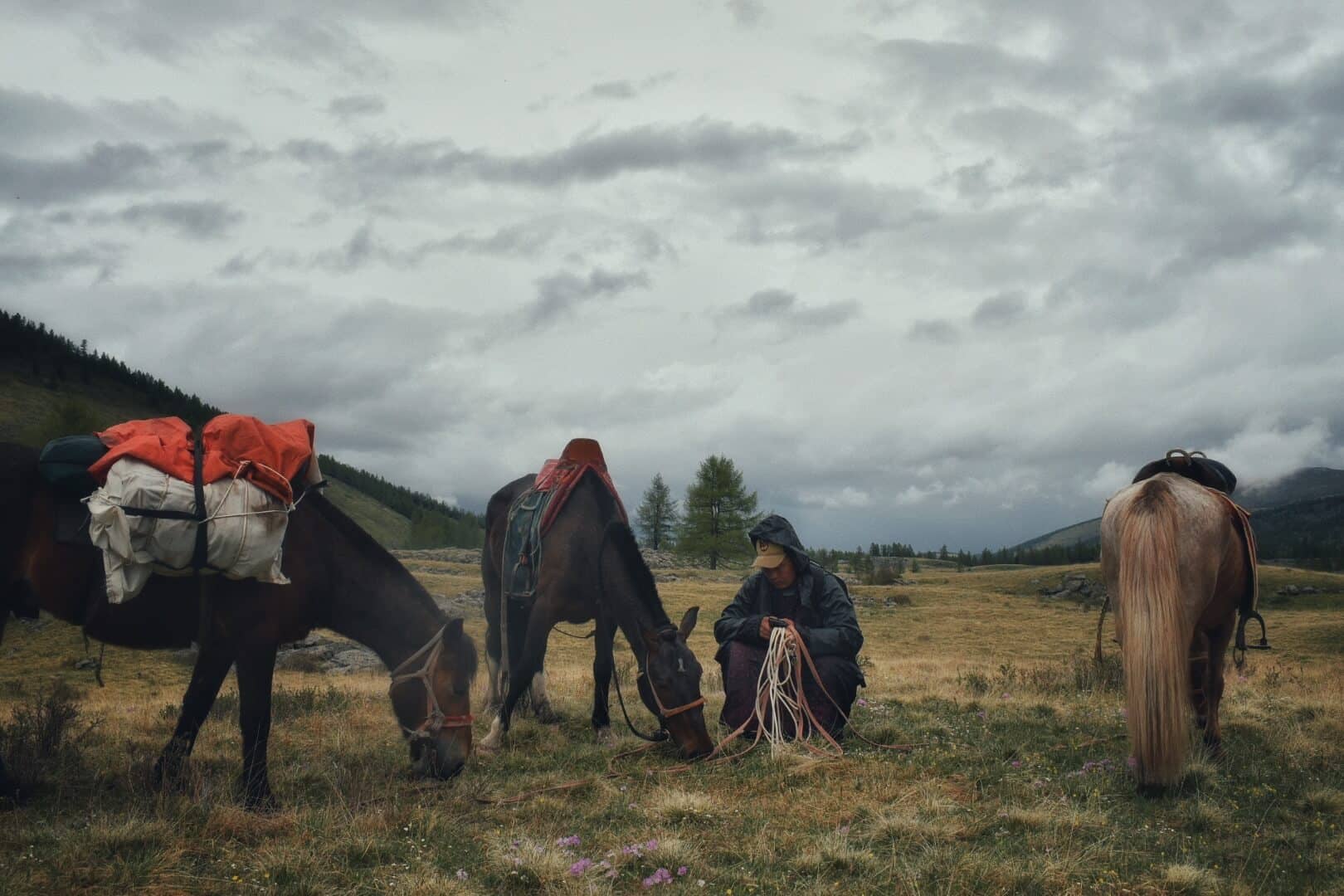 Packed horses waiting under storm clouds