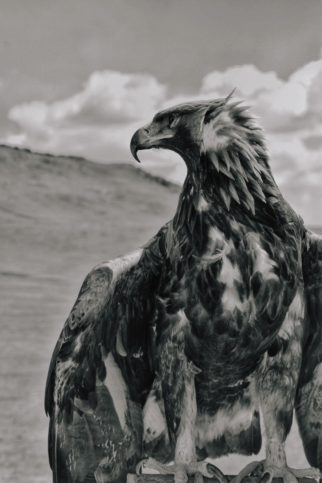 Black and white portrait of a Mongolian eagle