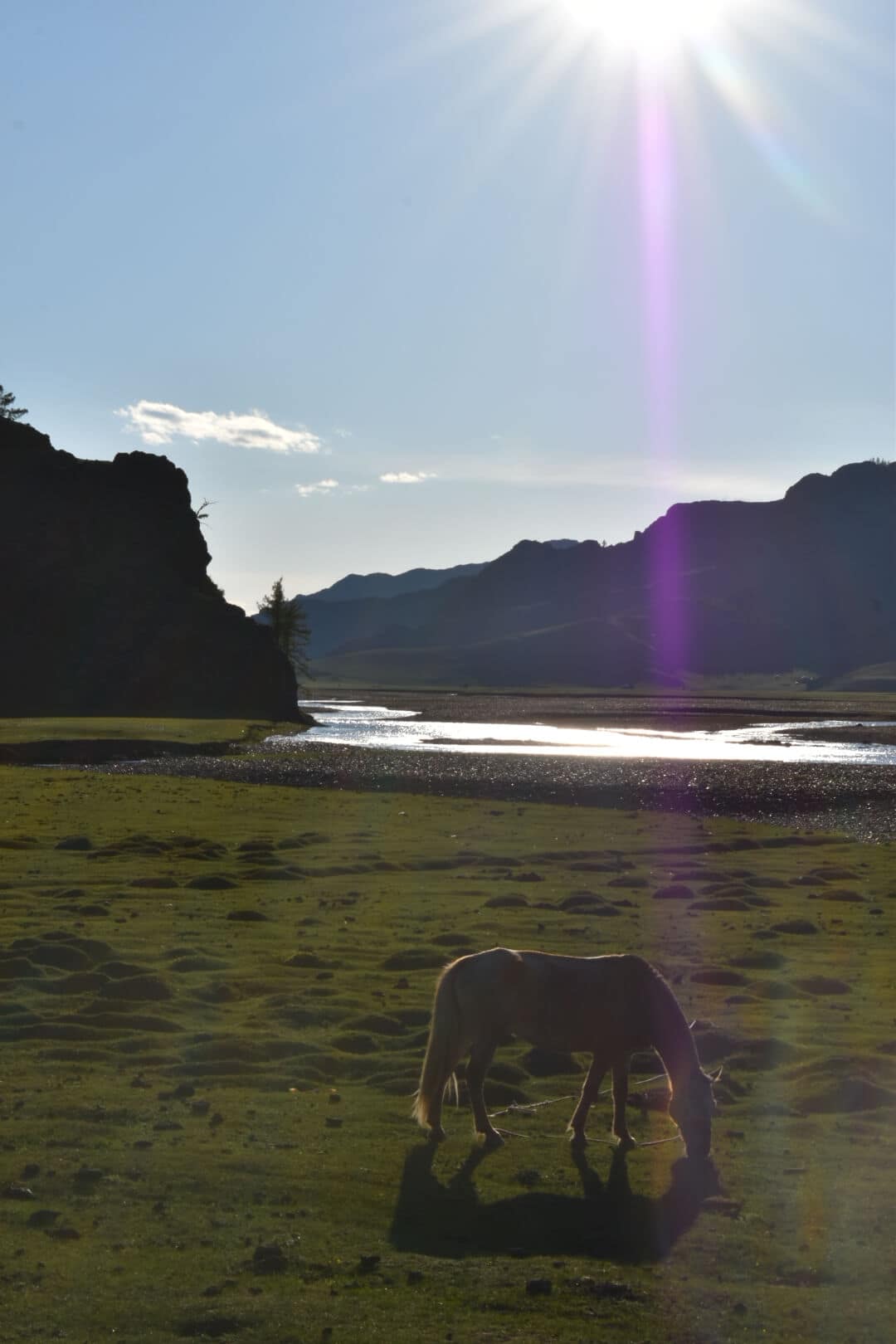 Horse grazing beside a sunlit river