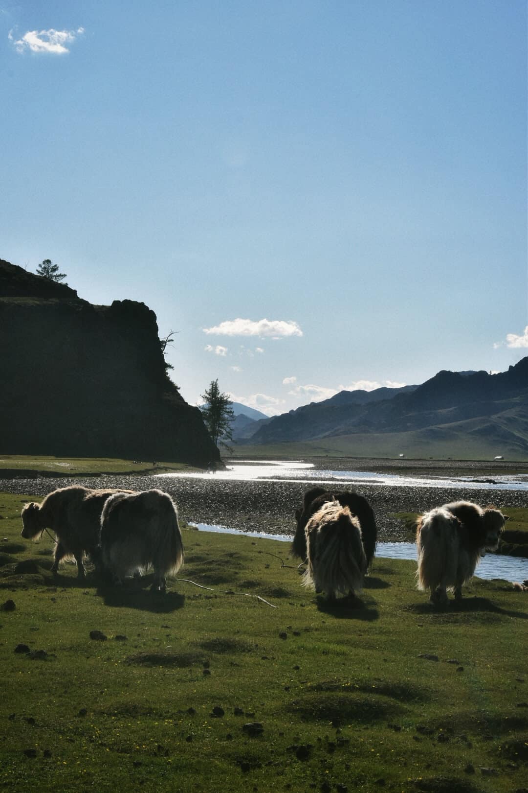 Yaks grazing beside the river in backlit evening sun