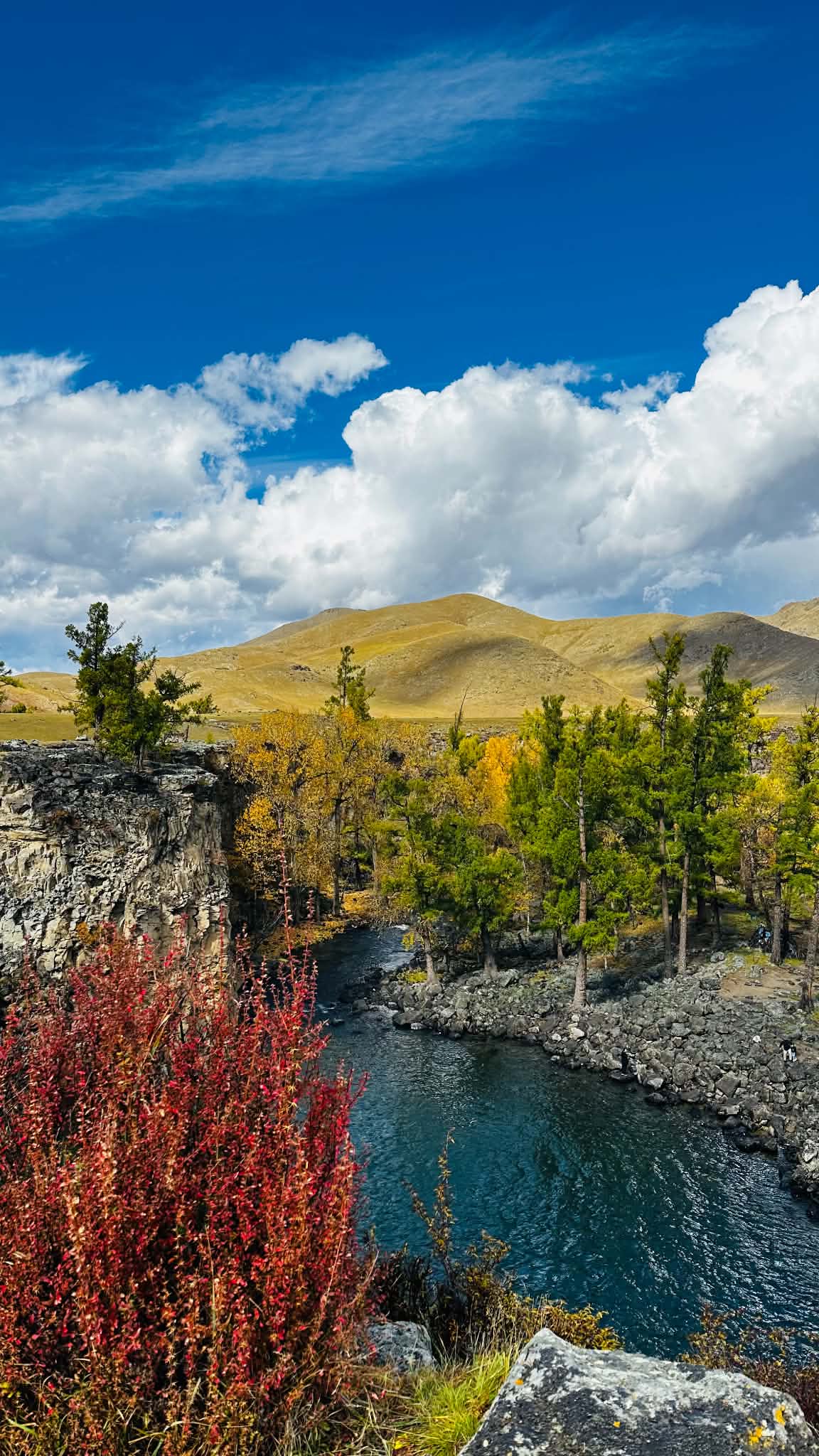 The river running through the gorge below golden hills, autumn larch and red scrub on the rim
