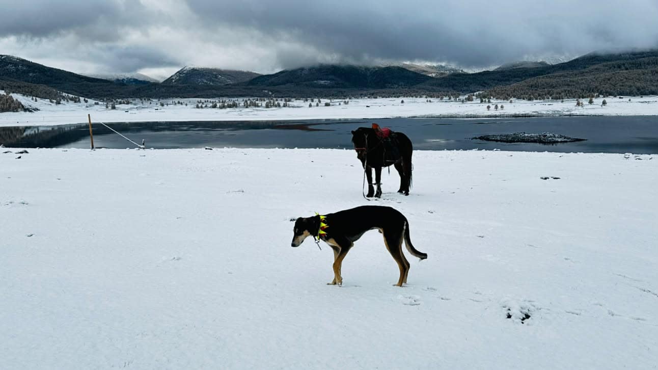 The camp dog and a saddled horse on the snowy lakeshore below cloud-wrapped mountains