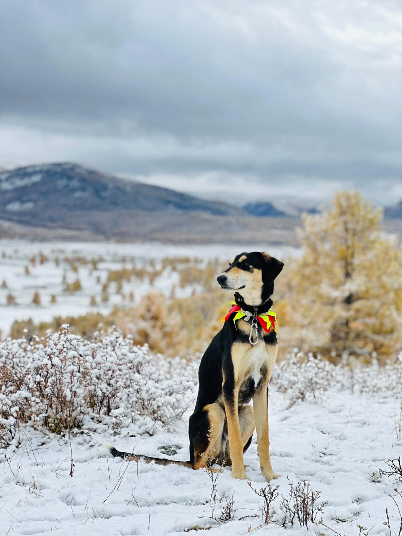The camp dog sitting in fresh snow among golden larches below the mountains