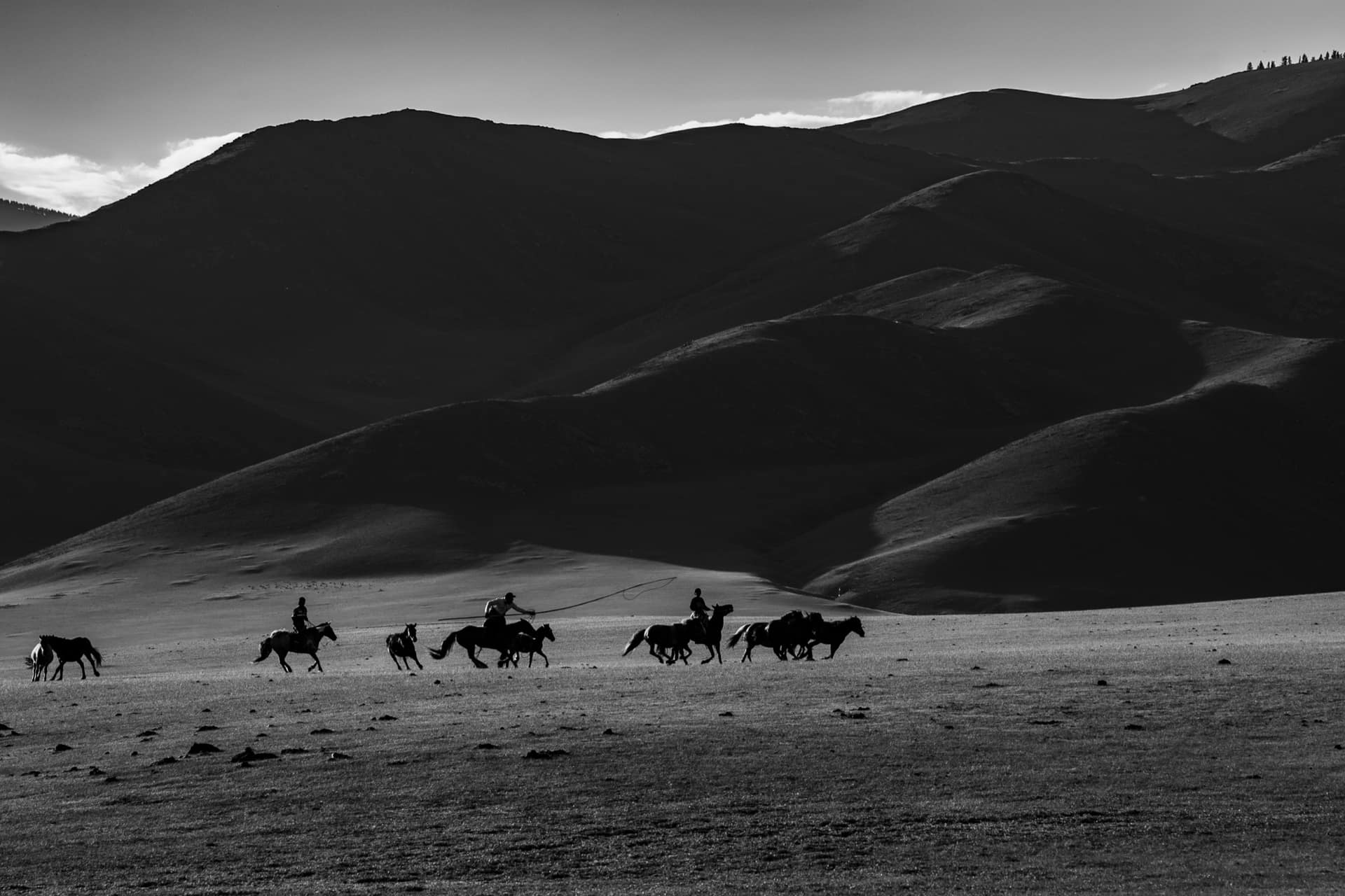Herders driving the horse herd across the open hills at low sun, in black and white