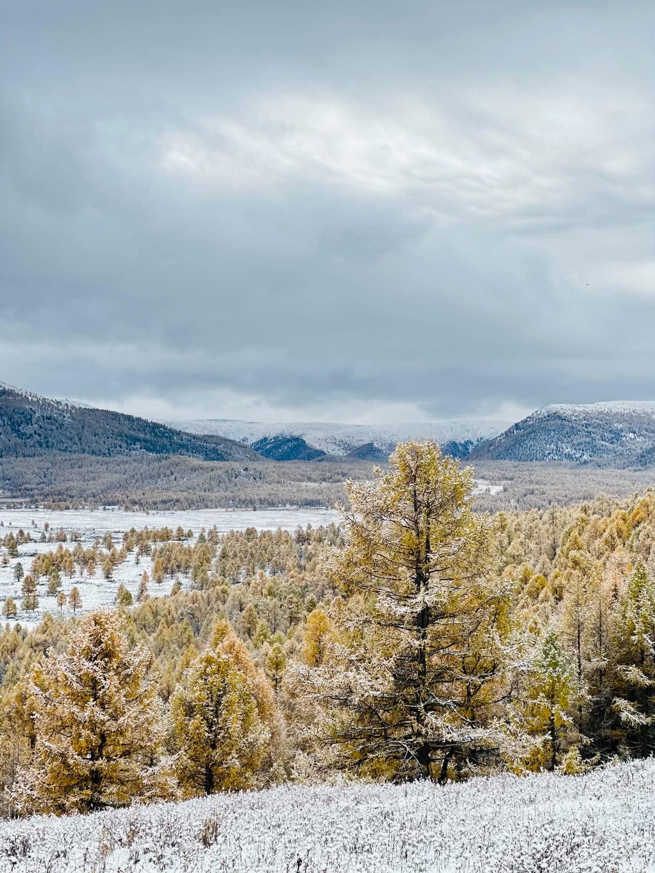 Golden larch forest dusted with the first snow, the valley and white peaks behind