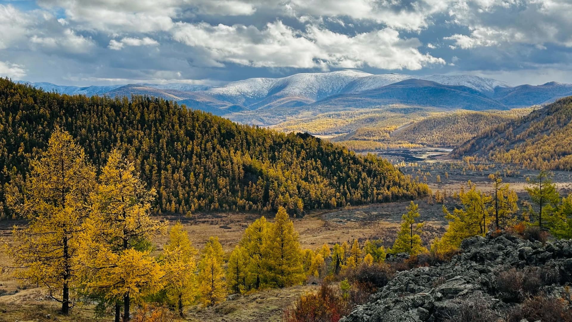 Golden larch running down the valley below the snow-covered range