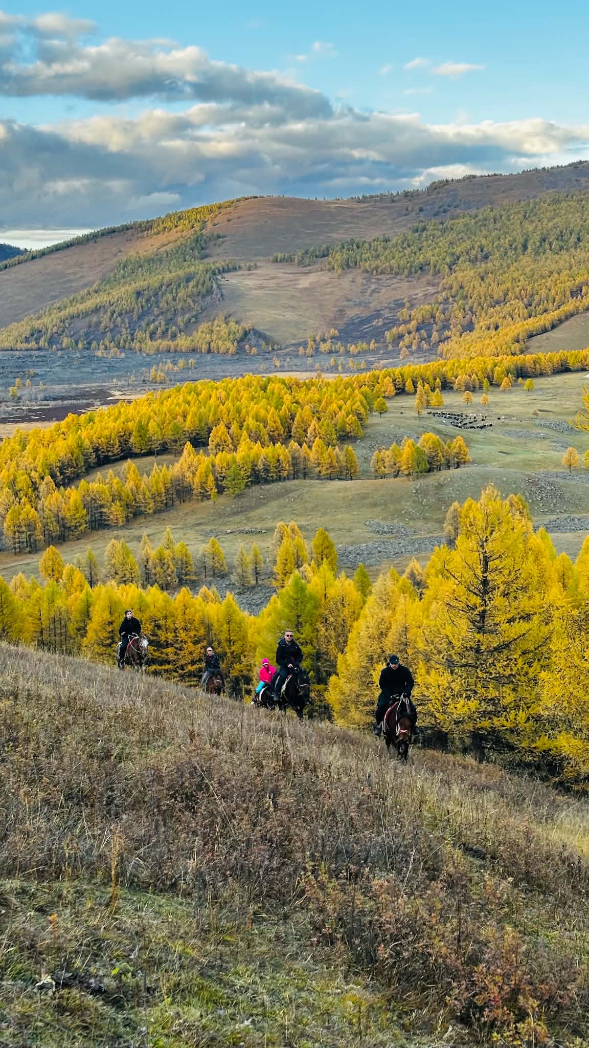 The group riding down through the autumn larch, a herd grazing on the valley floor beyond