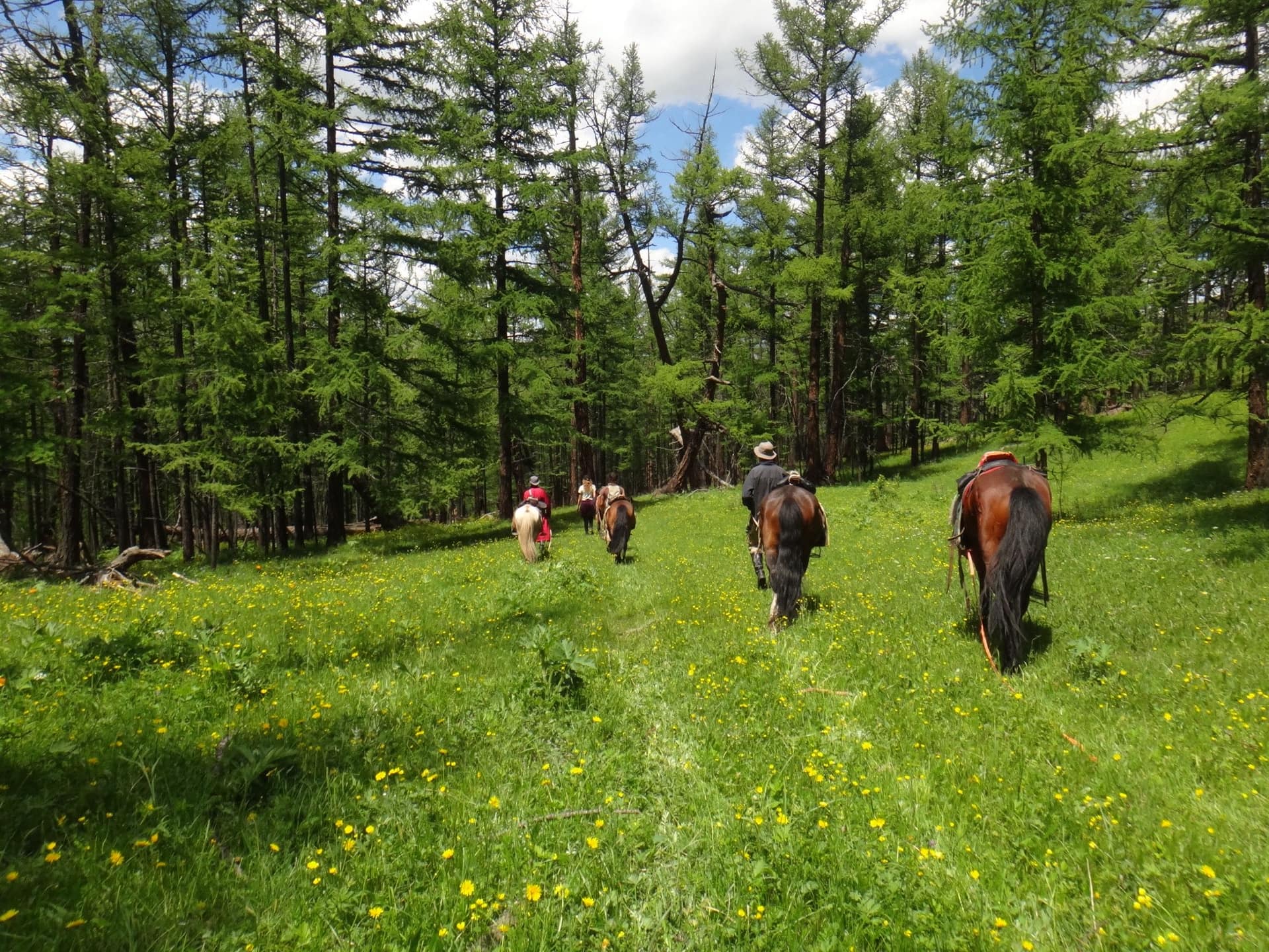 The group riding through a larch meadow full of wildflowers