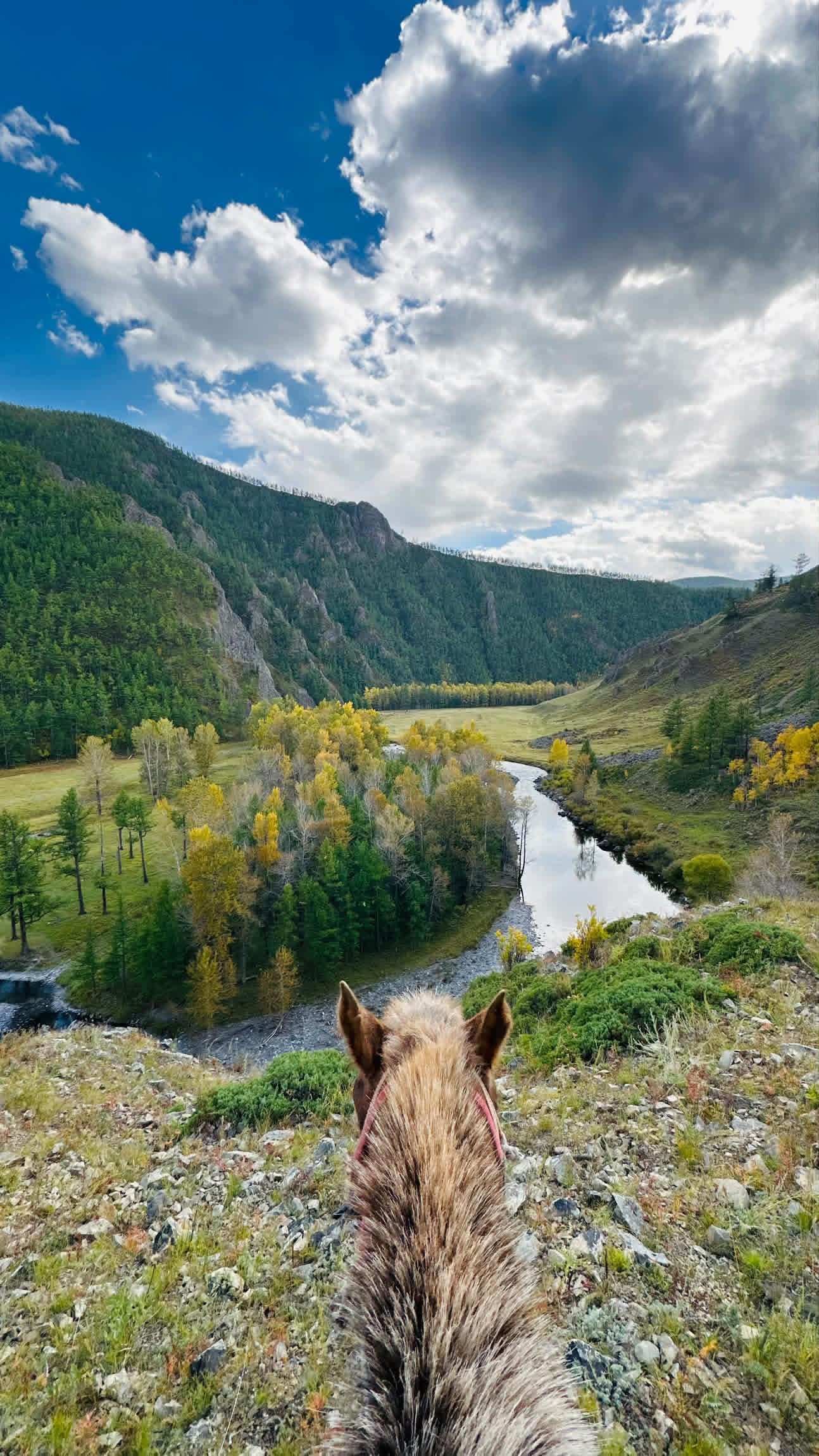 View between a horse’s ears down to a river winding through the autumn valley