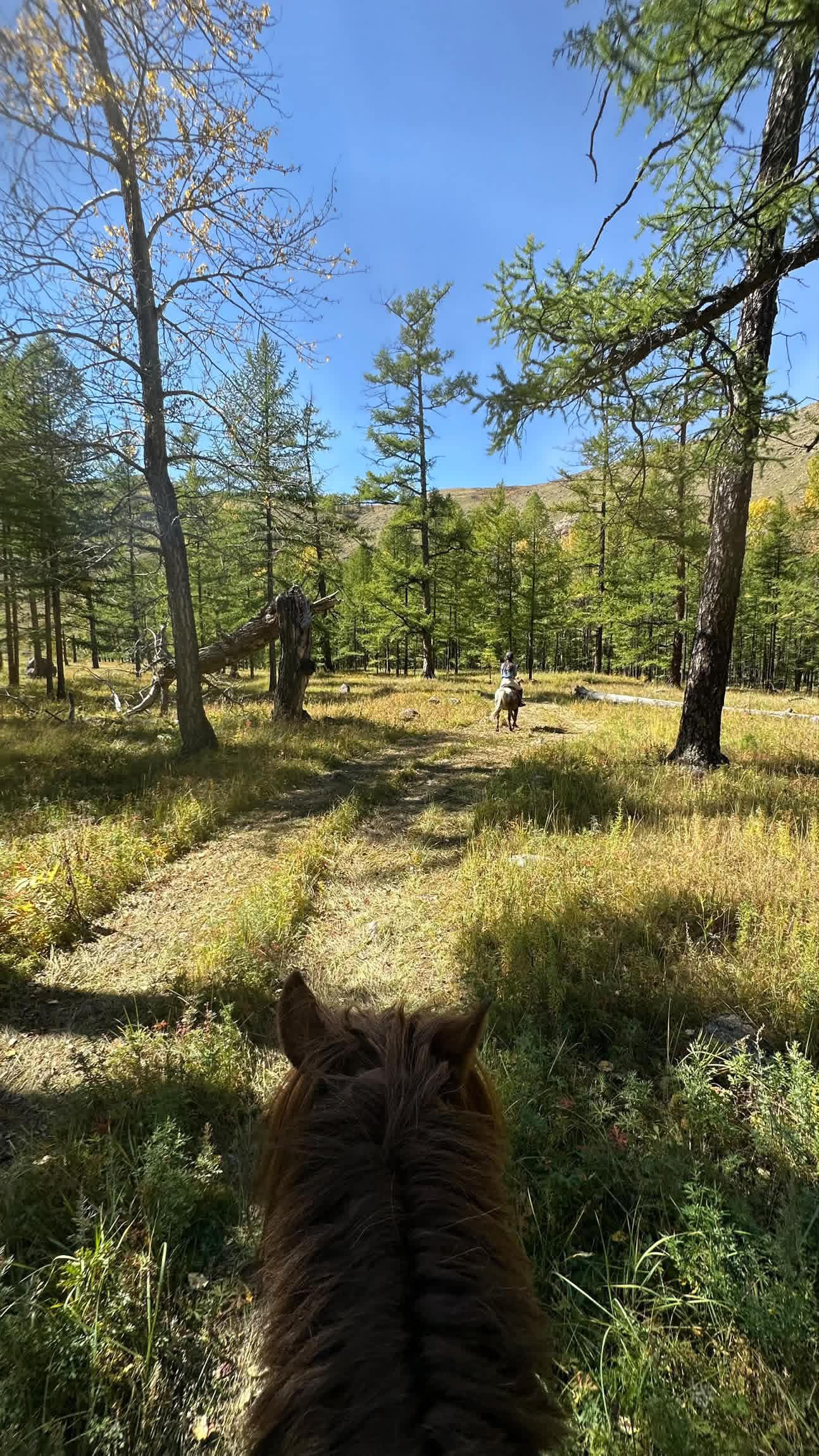 Following the rider ahead along a sunlit larch trail, seen between a horse’s ears