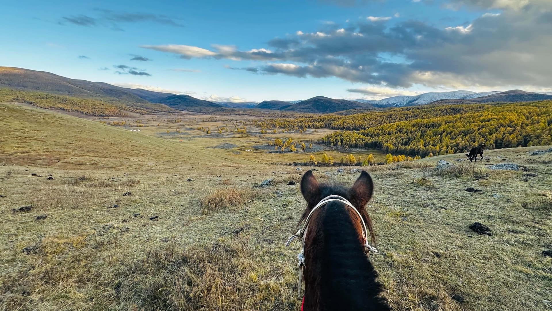 View between a horse’s ears down the valley to snow-dusted mountains, the camp dog crossing the slope alongside
