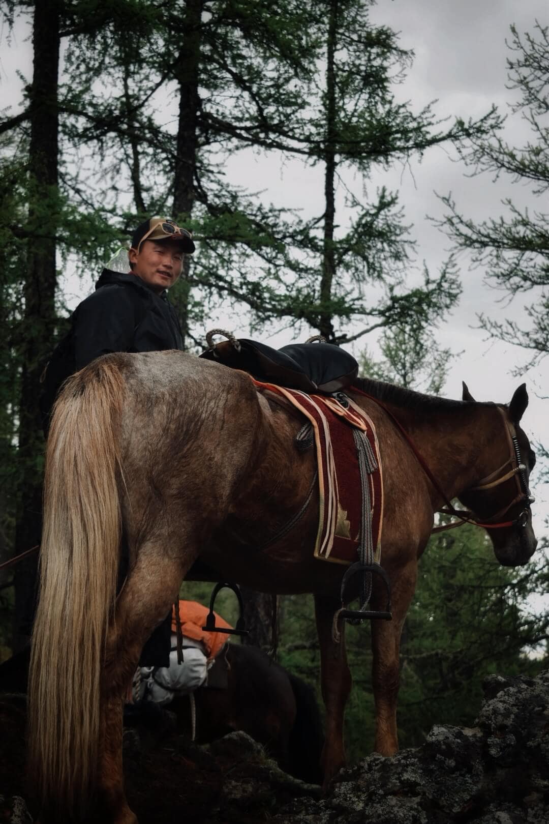 Horseman under larch trees