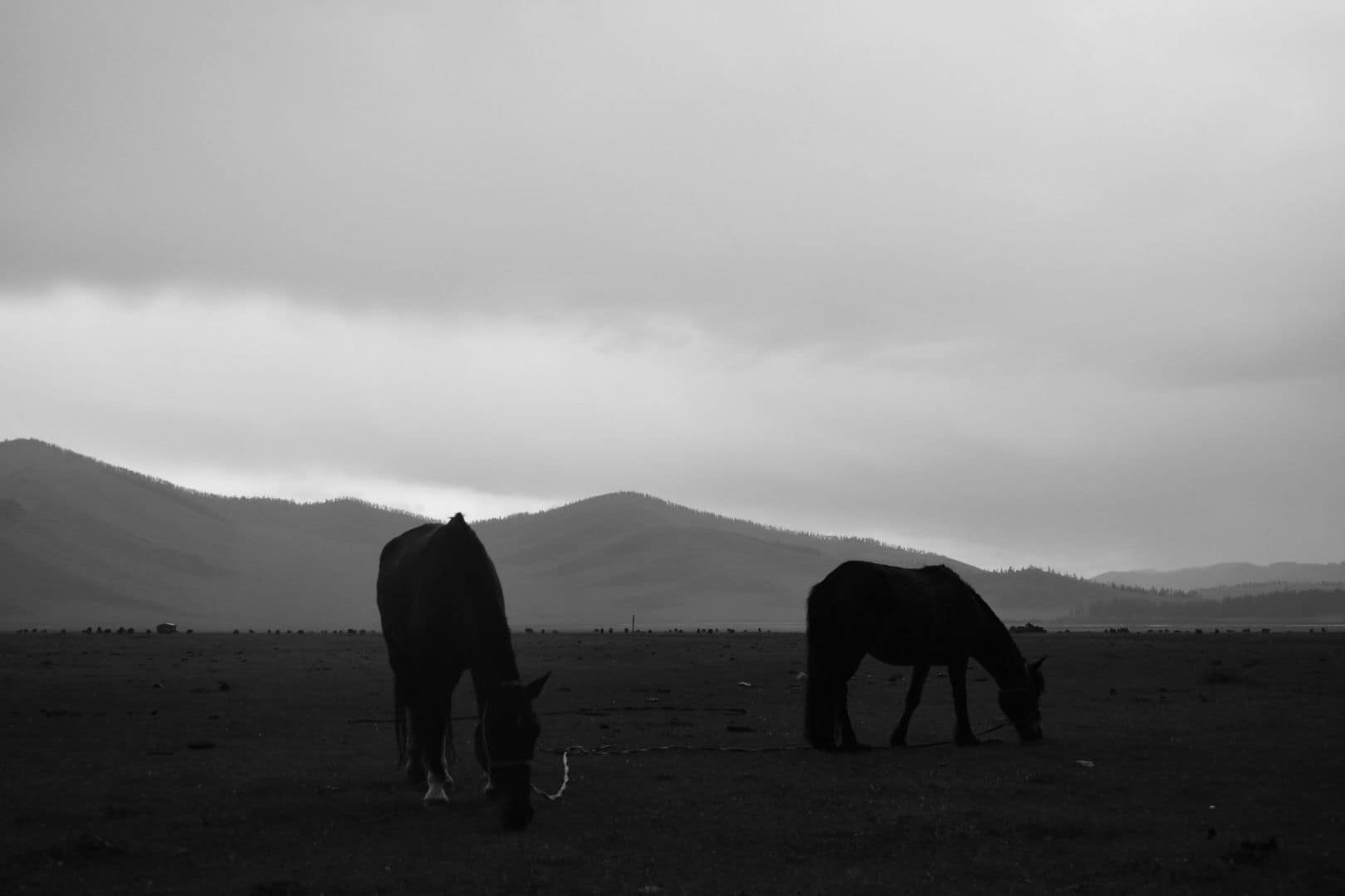 Two horses grazing on the open steppe under heavy storm cloud, in black and white