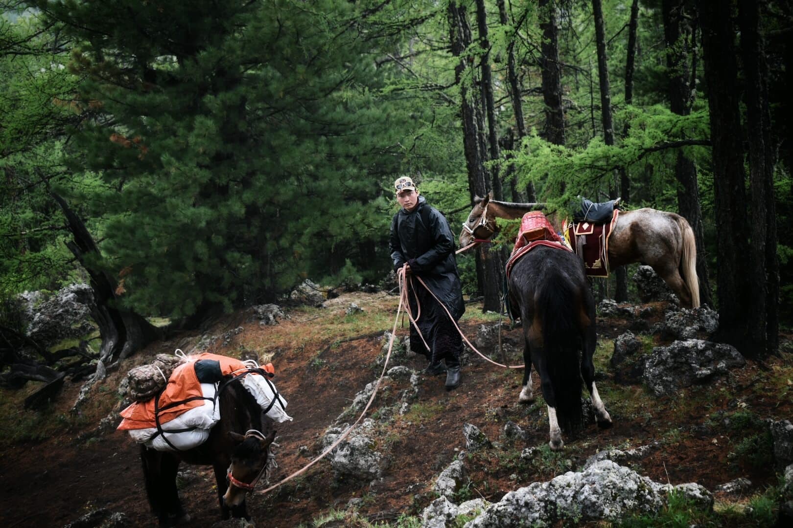 Pack horses resting in the forest rain