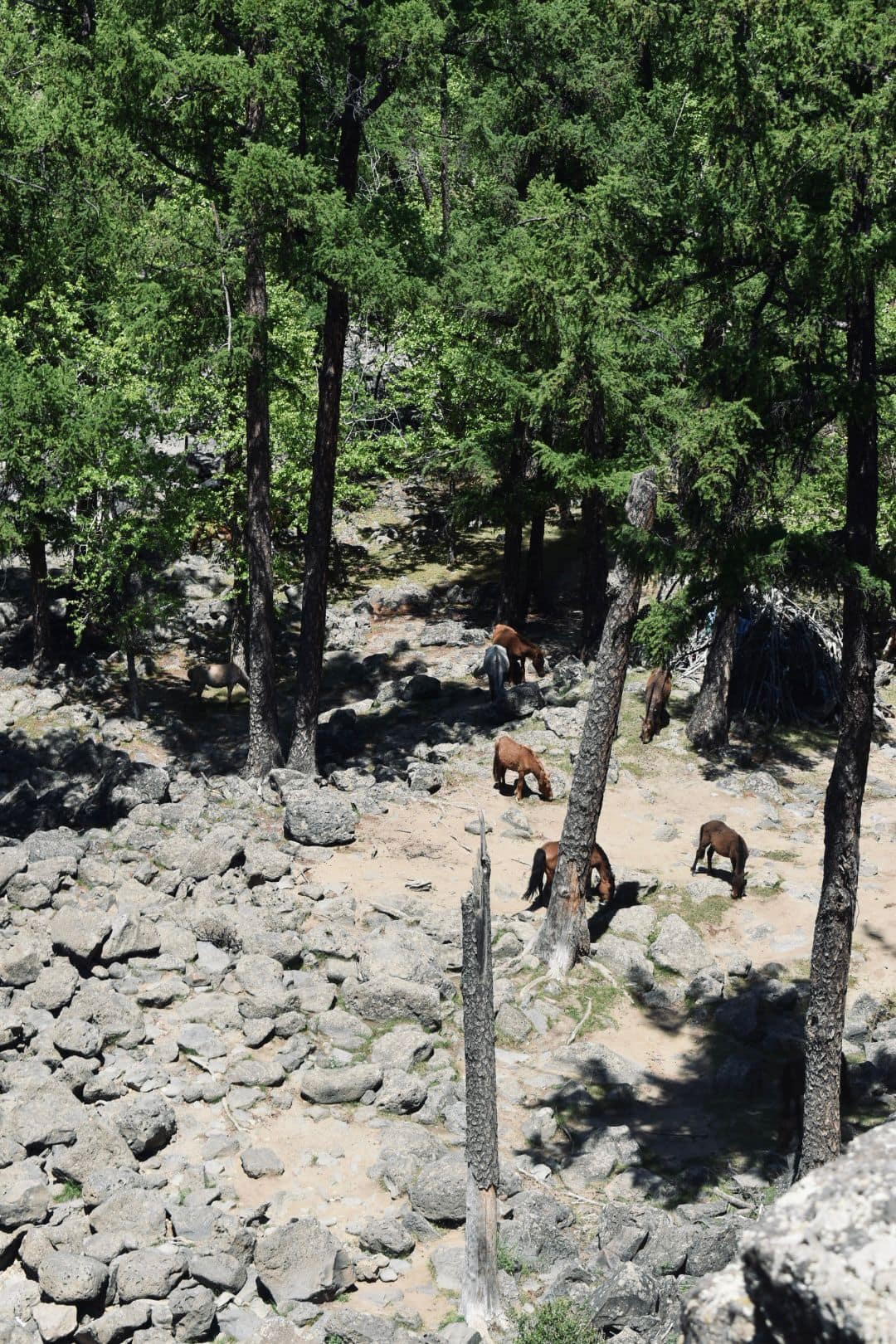 Horses grazing among boulders in the larch forest