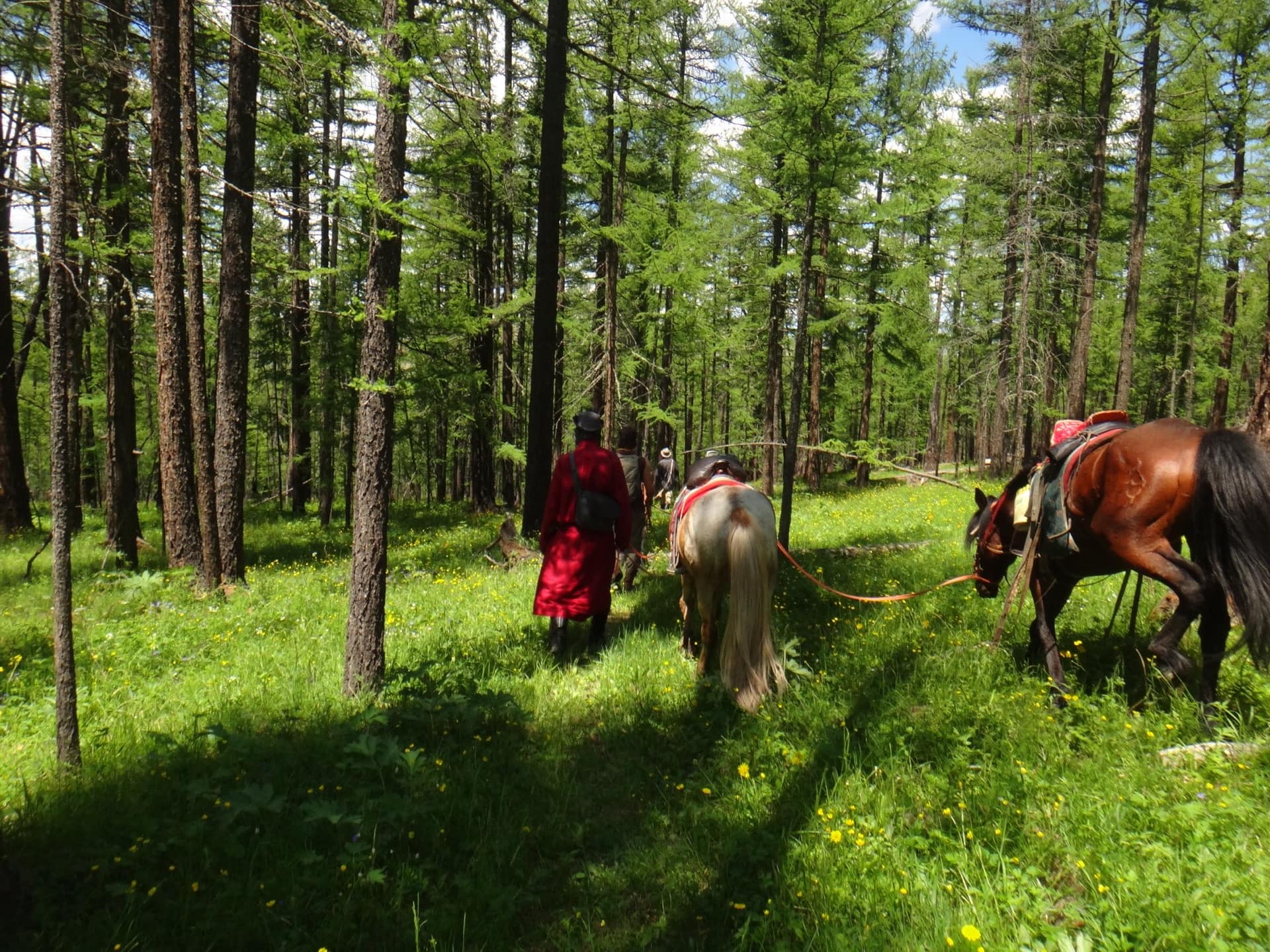 Leading the horses on foot through the larch forest