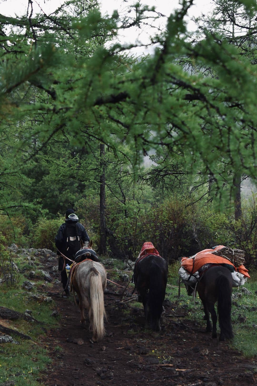 Rider leading the pack train along a wet forest trail in the rain