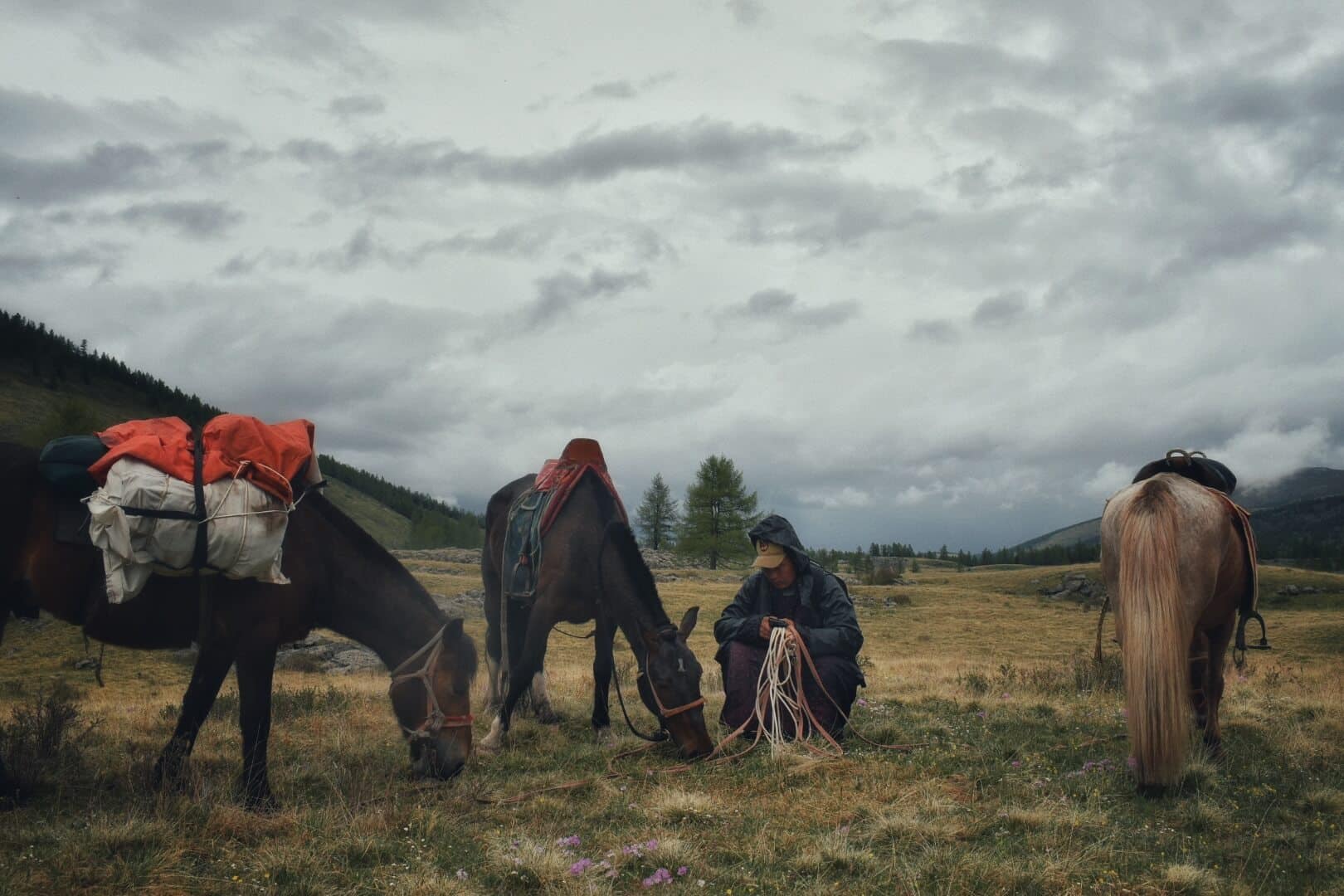 Packed horses waiting under storm clouds