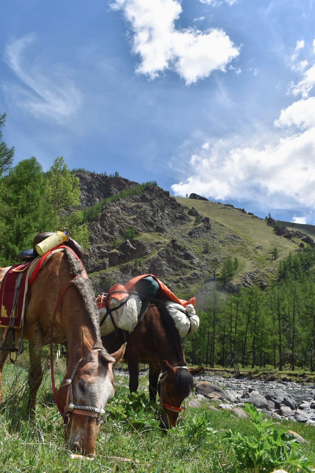 Loaded pack horses grazing beside a mountain stream under blue sky