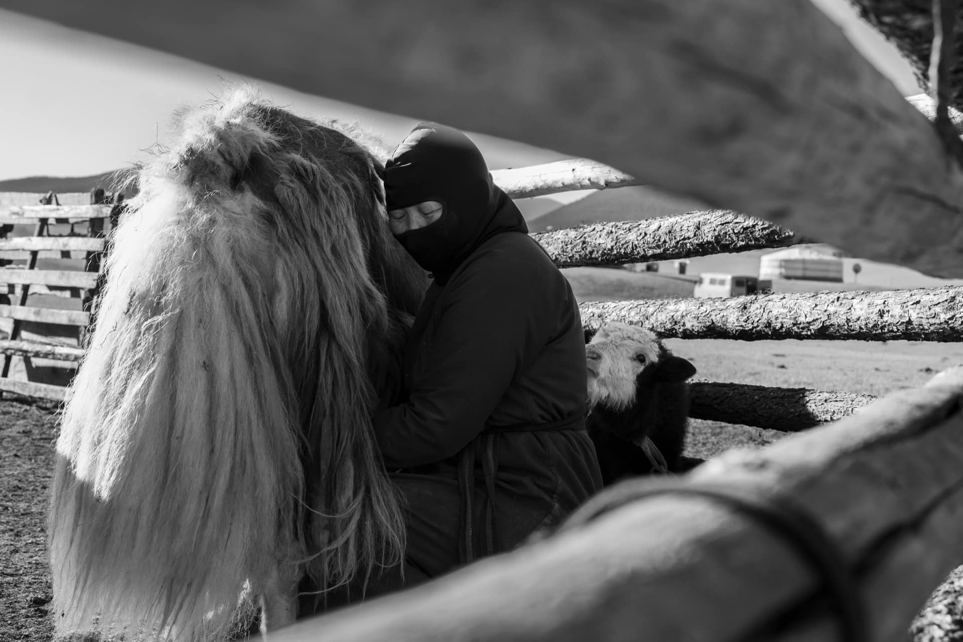 Resting against a horse’s mane in the corral, a yak calf alongside, in black and white