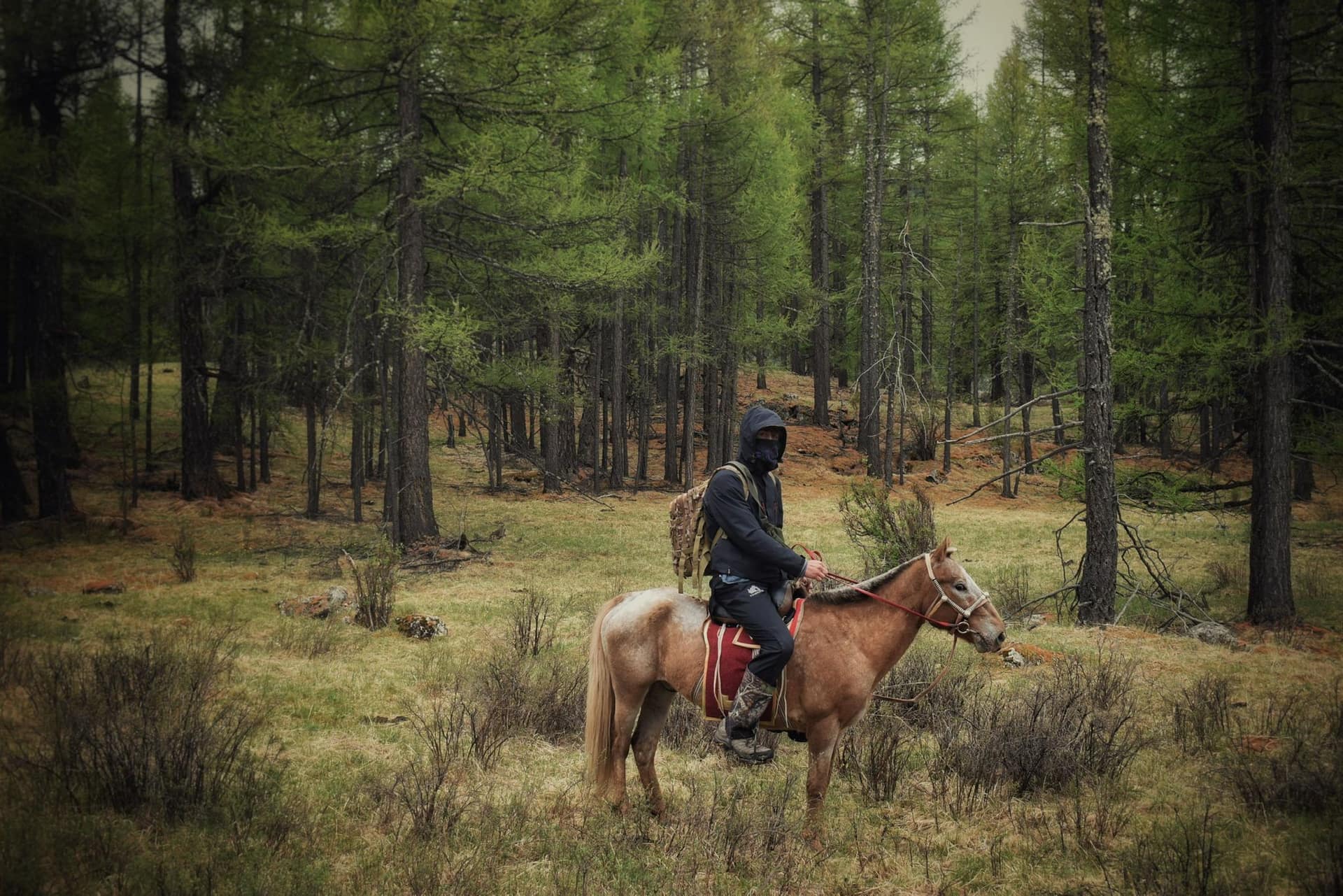Rider wrapped against the rain on horseback in the larch forest
