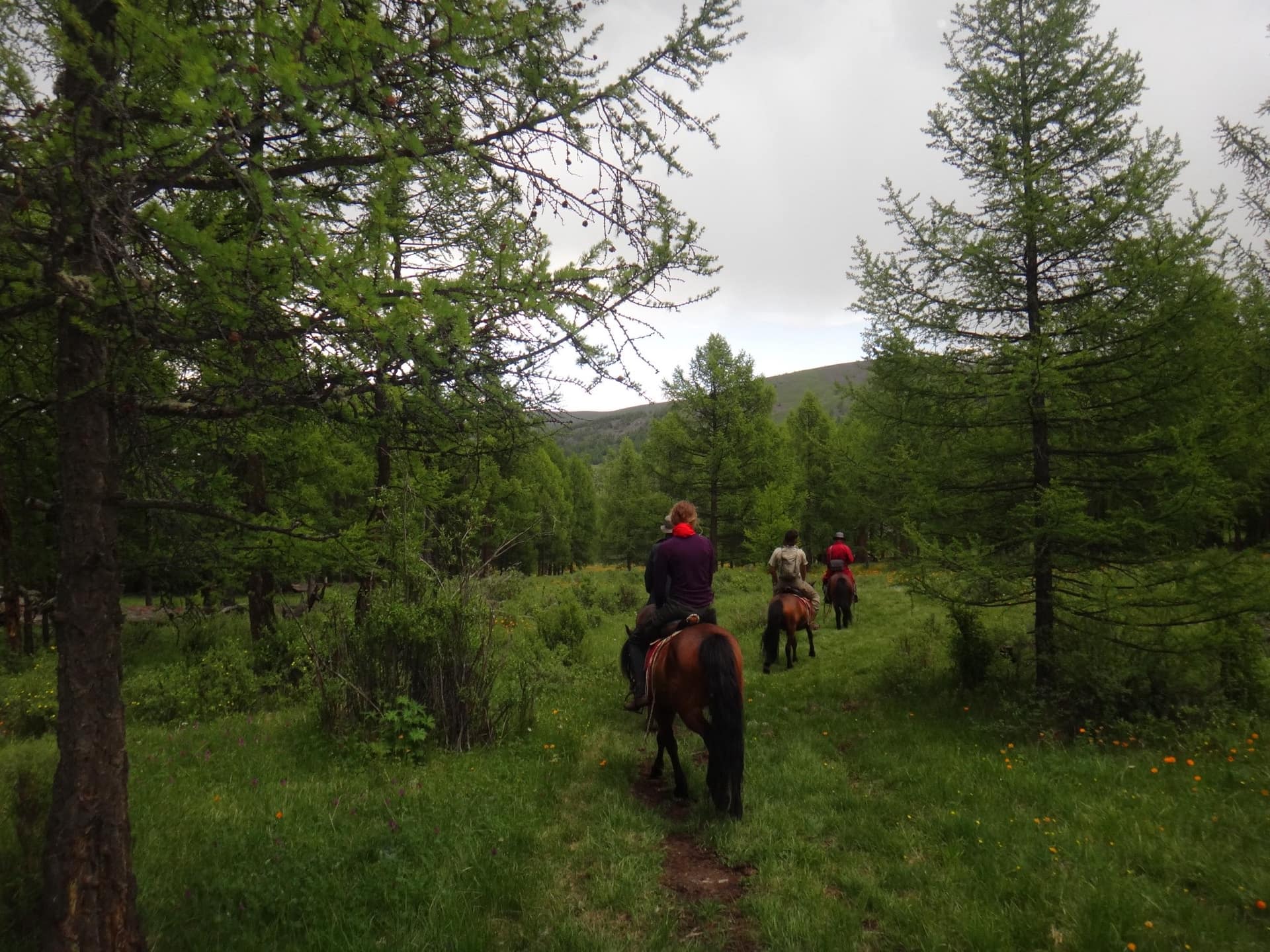 Riding single file through the forest