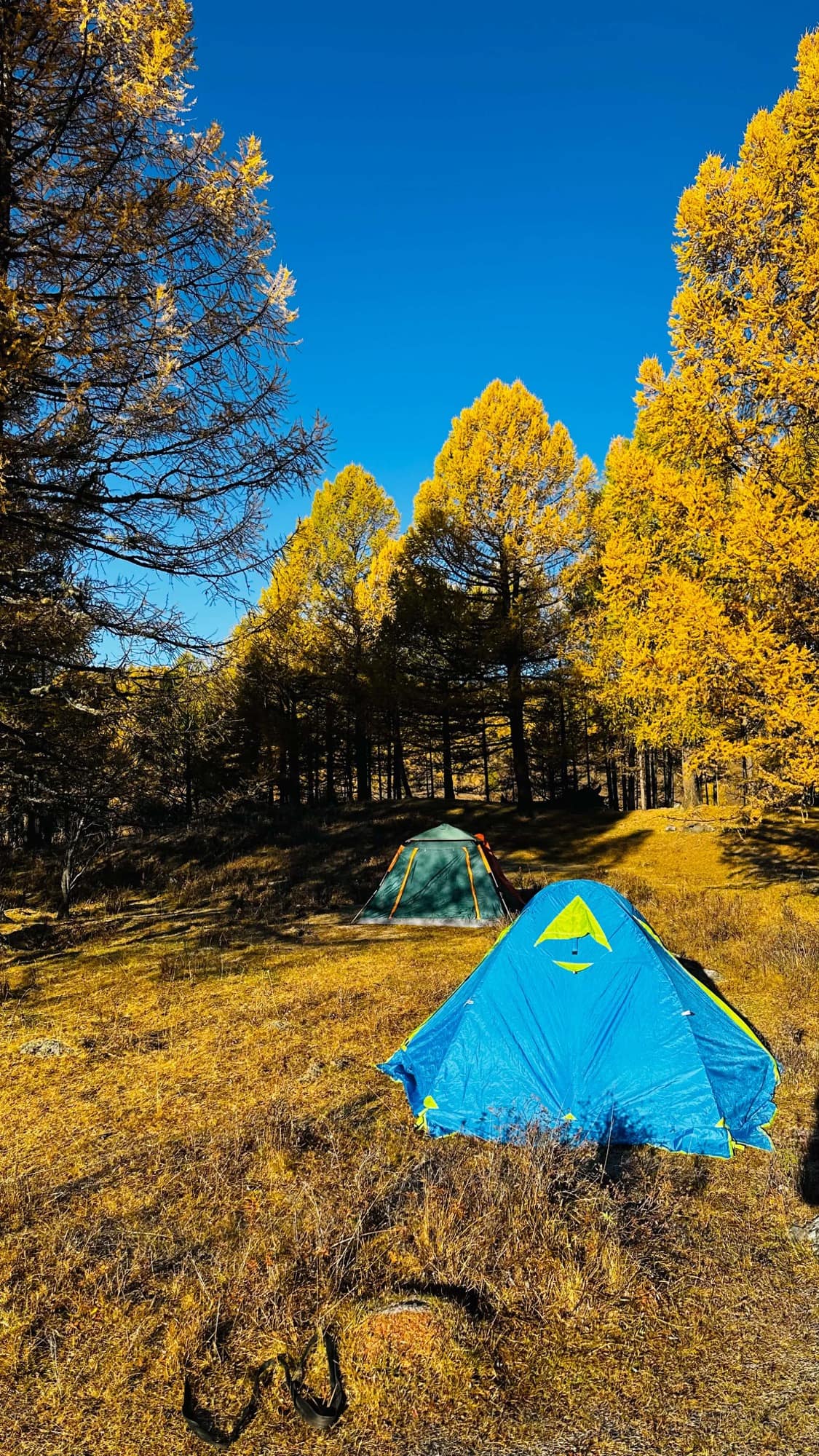Two tents pitched among golden larch under a clear blue sky
