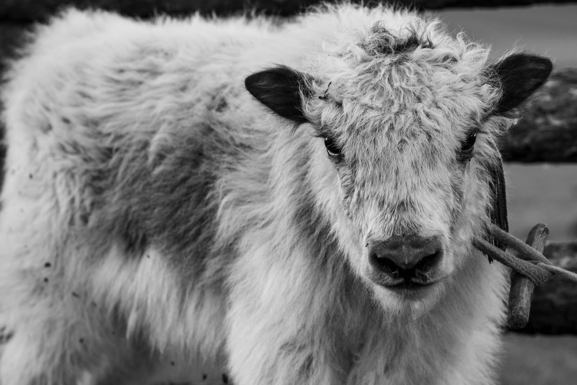 Close portrait of a white yak calf in the corral, in black and white
