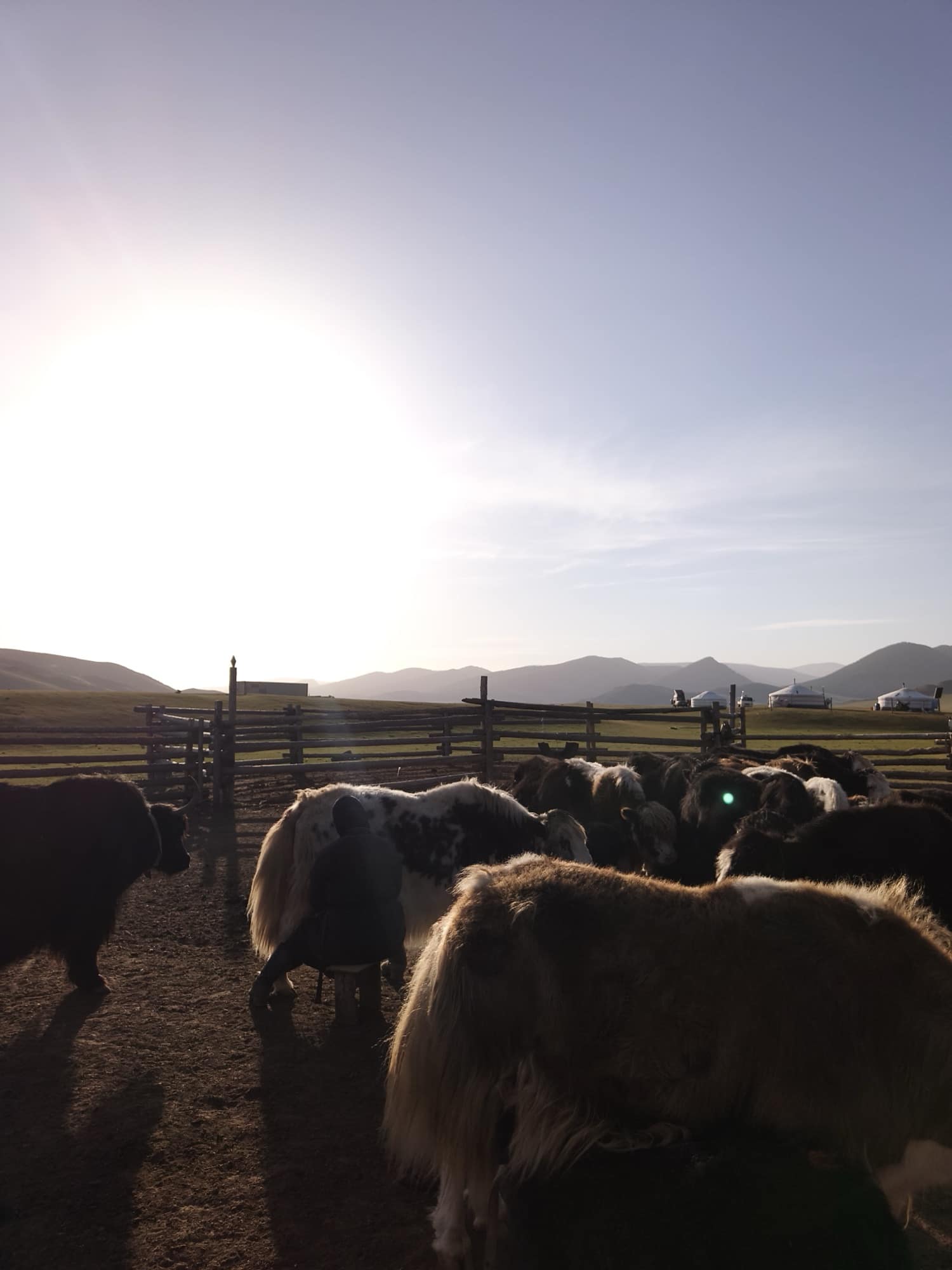 Milking the yaks in the corral at sunrise, with gers on the ridge behind