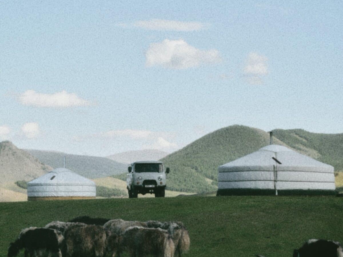 Traditional gers with grazing animals