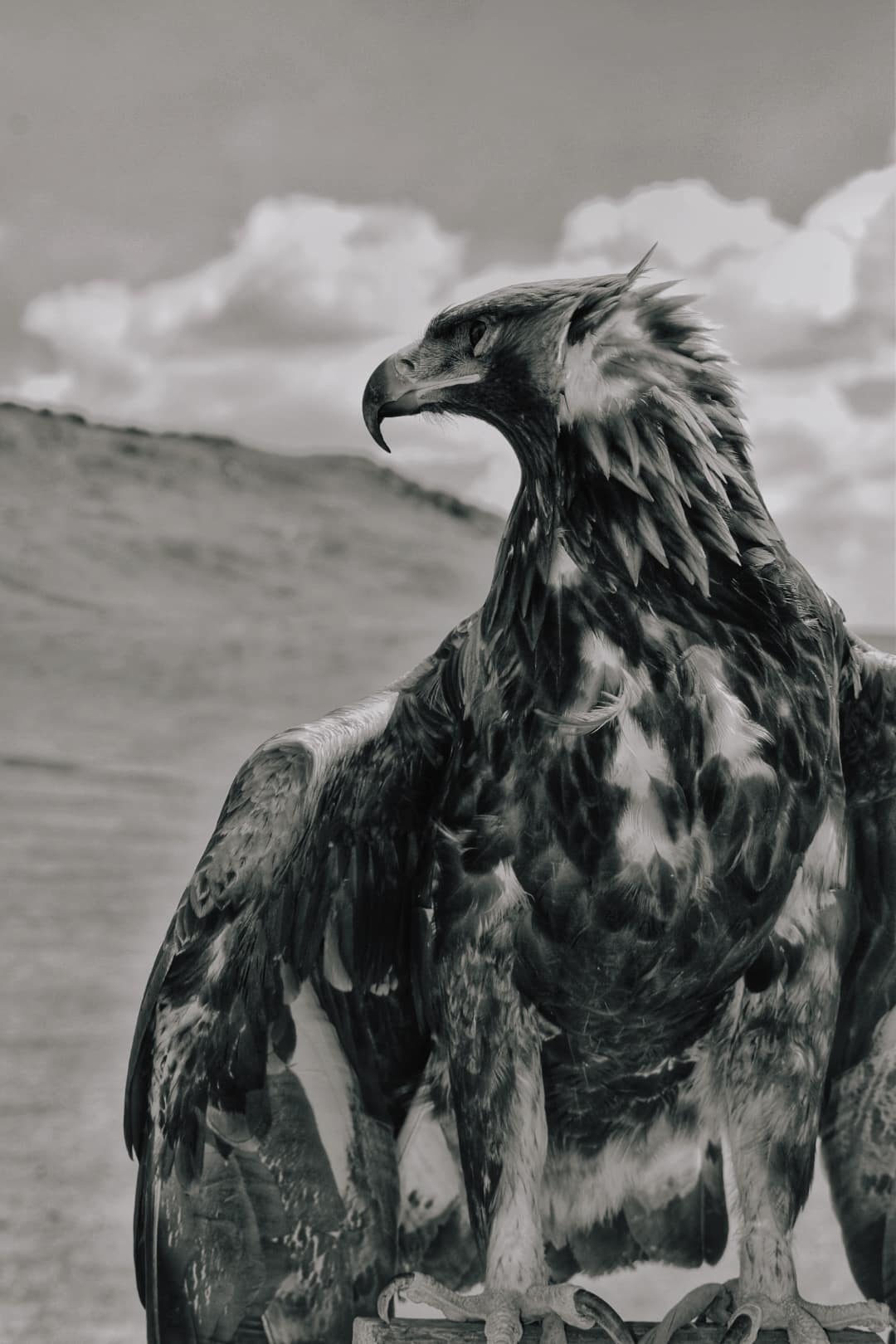 Mongolian eagle portrait