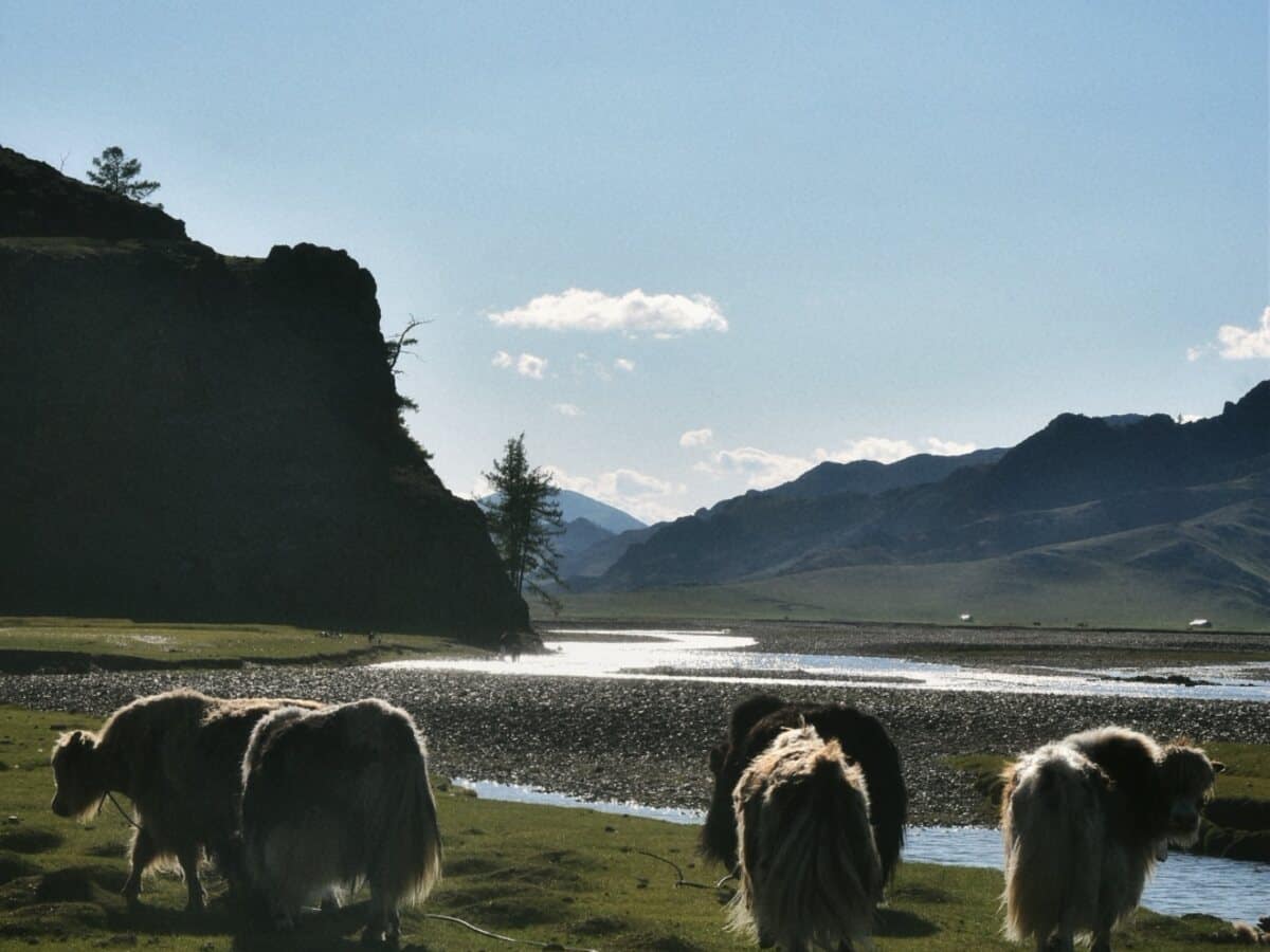 Grazing animals beside the river